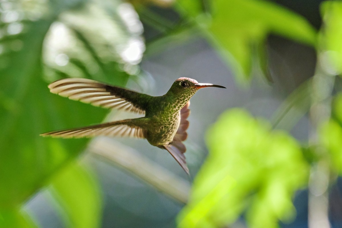 Colibri grivelé - ML643912222