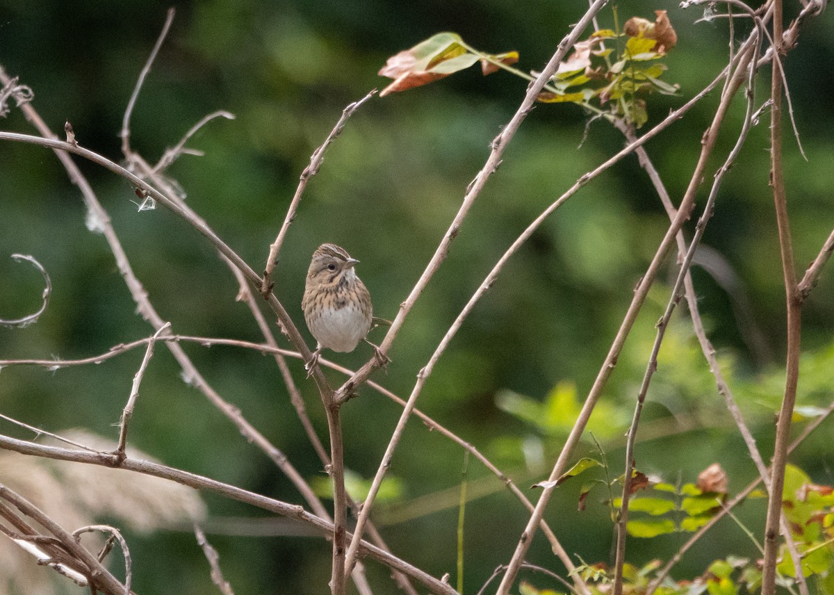 Lincoln's Sparrow - ML643912278