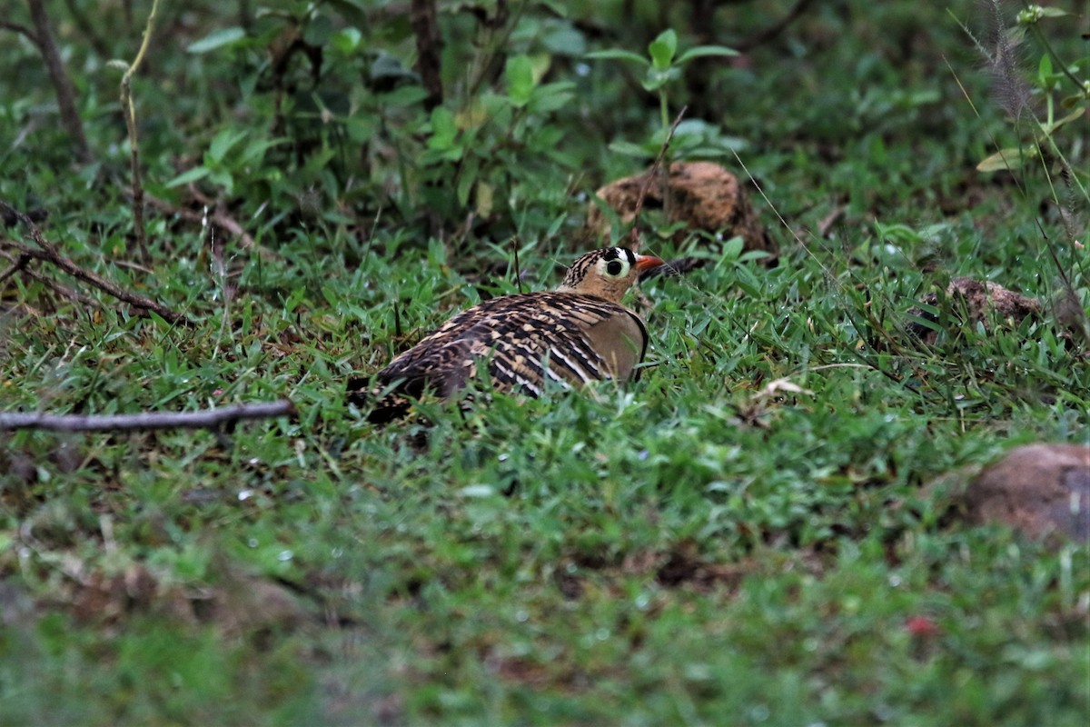 Painted Sandgrouse - ML643912288