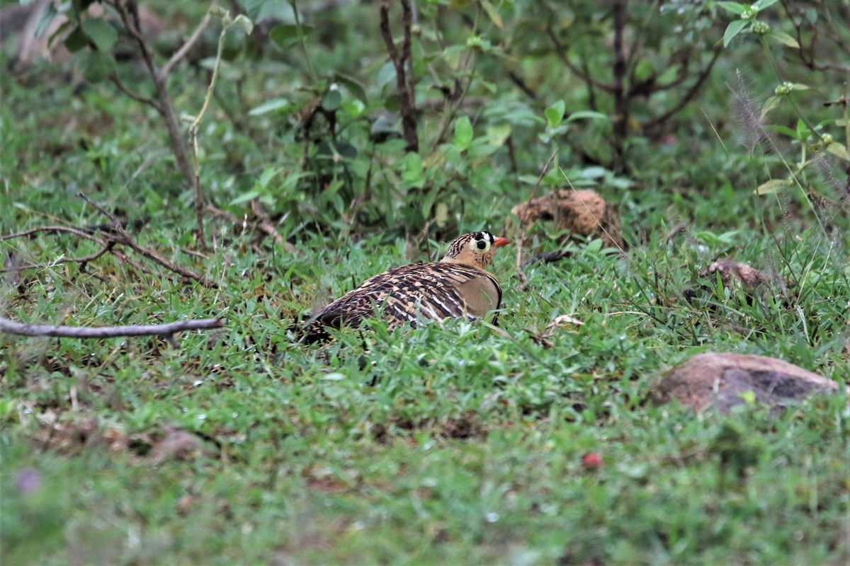 Painted Sandgrouse - ML643912289