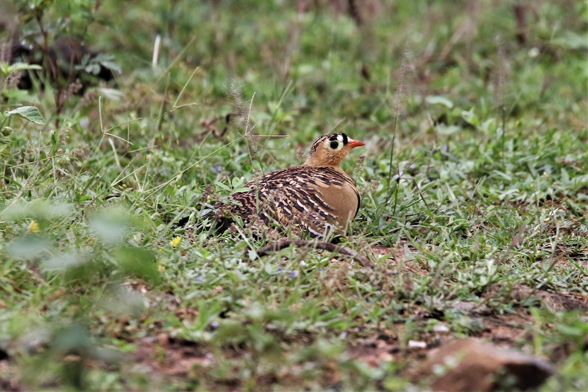 Painted Sandgrouse - ML643912290