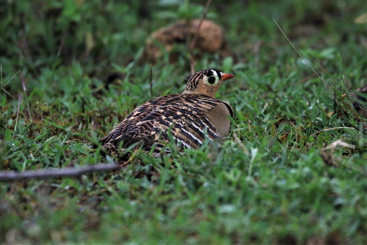 Painted Sandgrouse - ML643912291