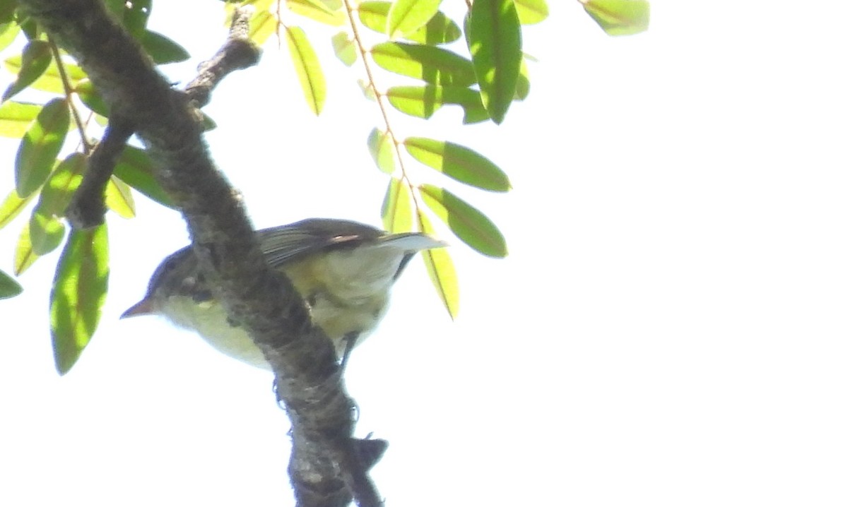 Rough-legged Tyrannulet - ML643912295