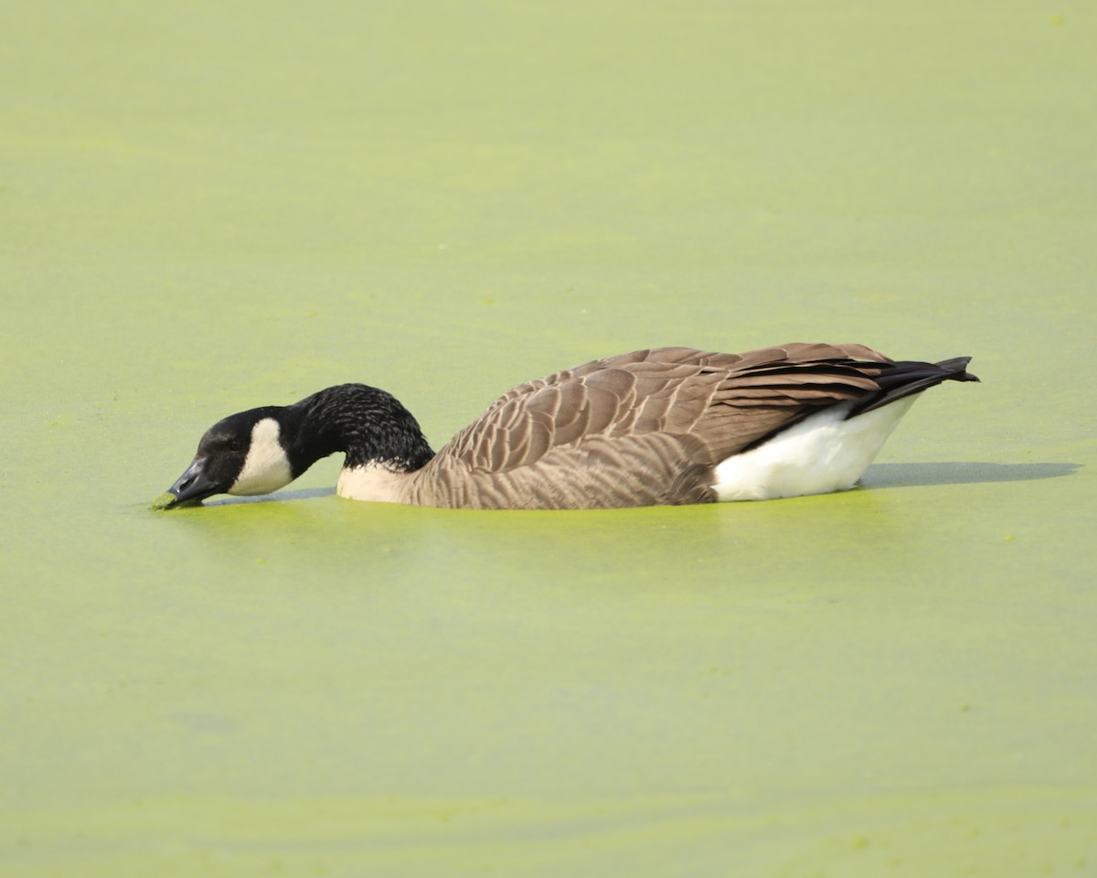 Канад галуу - ML643912297