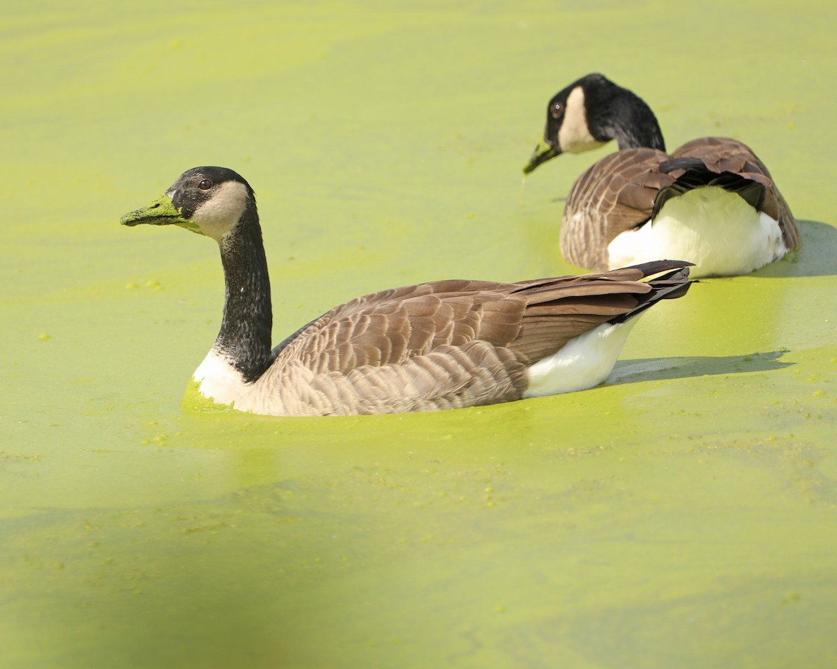 Канад галуу - ML643912298