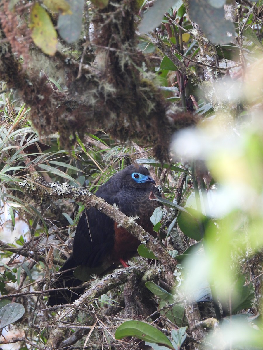 Sickle-winged Guan - ML643912356