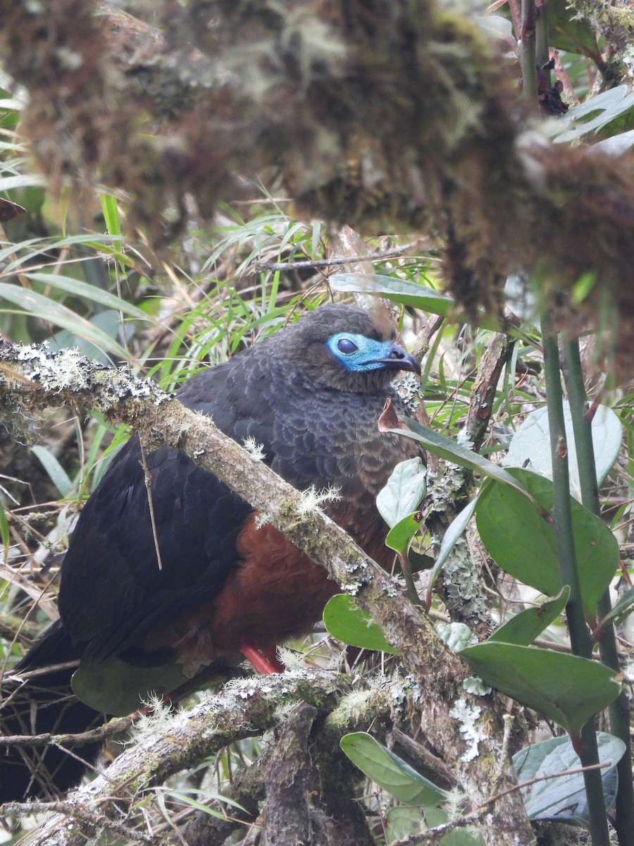Sickle-winged Guan - ML643912357
