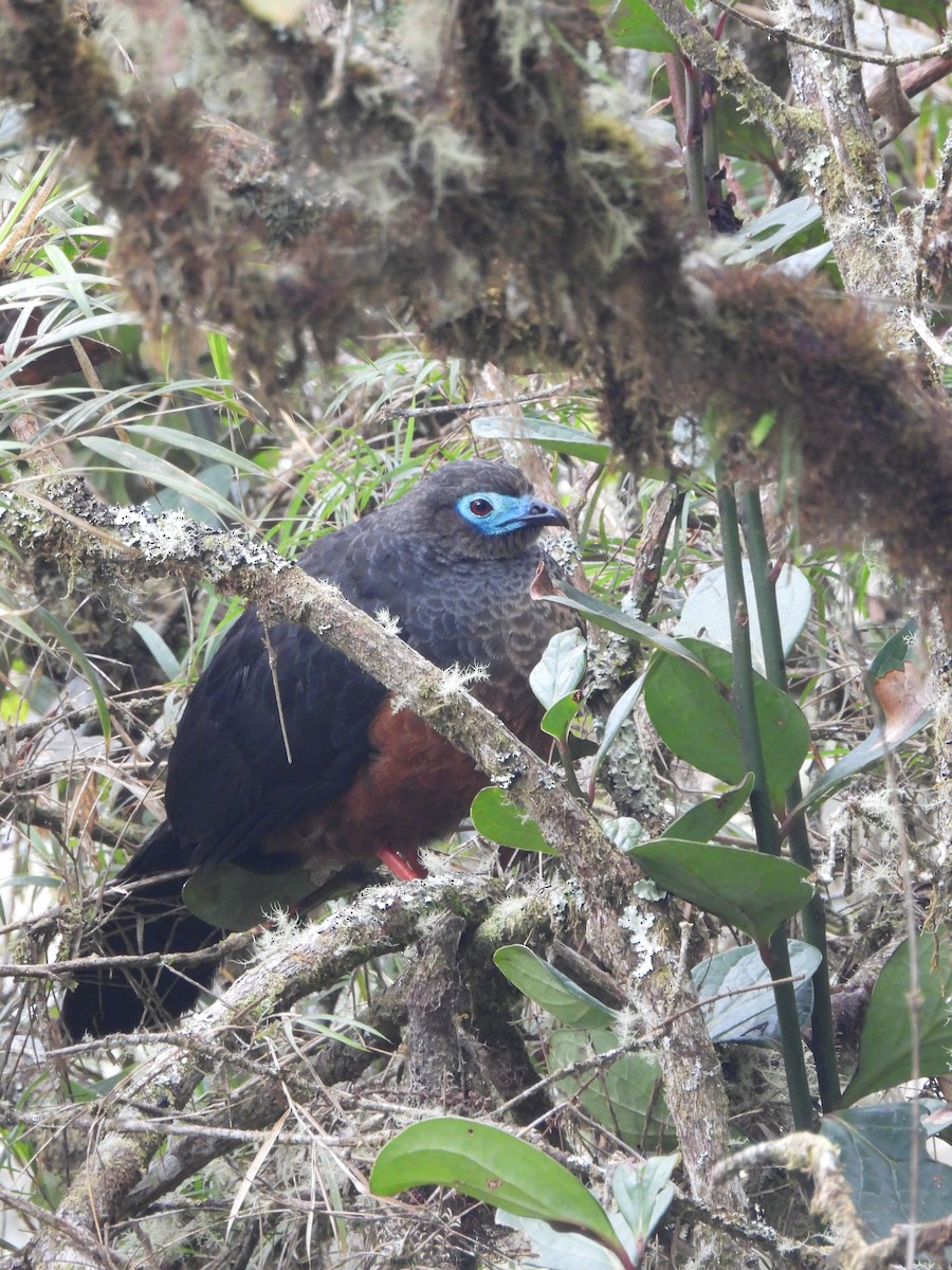 Sickle-winged Guan - ML643912358