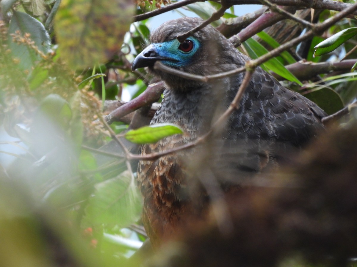 Sickle-winged Guan - ML643912359
