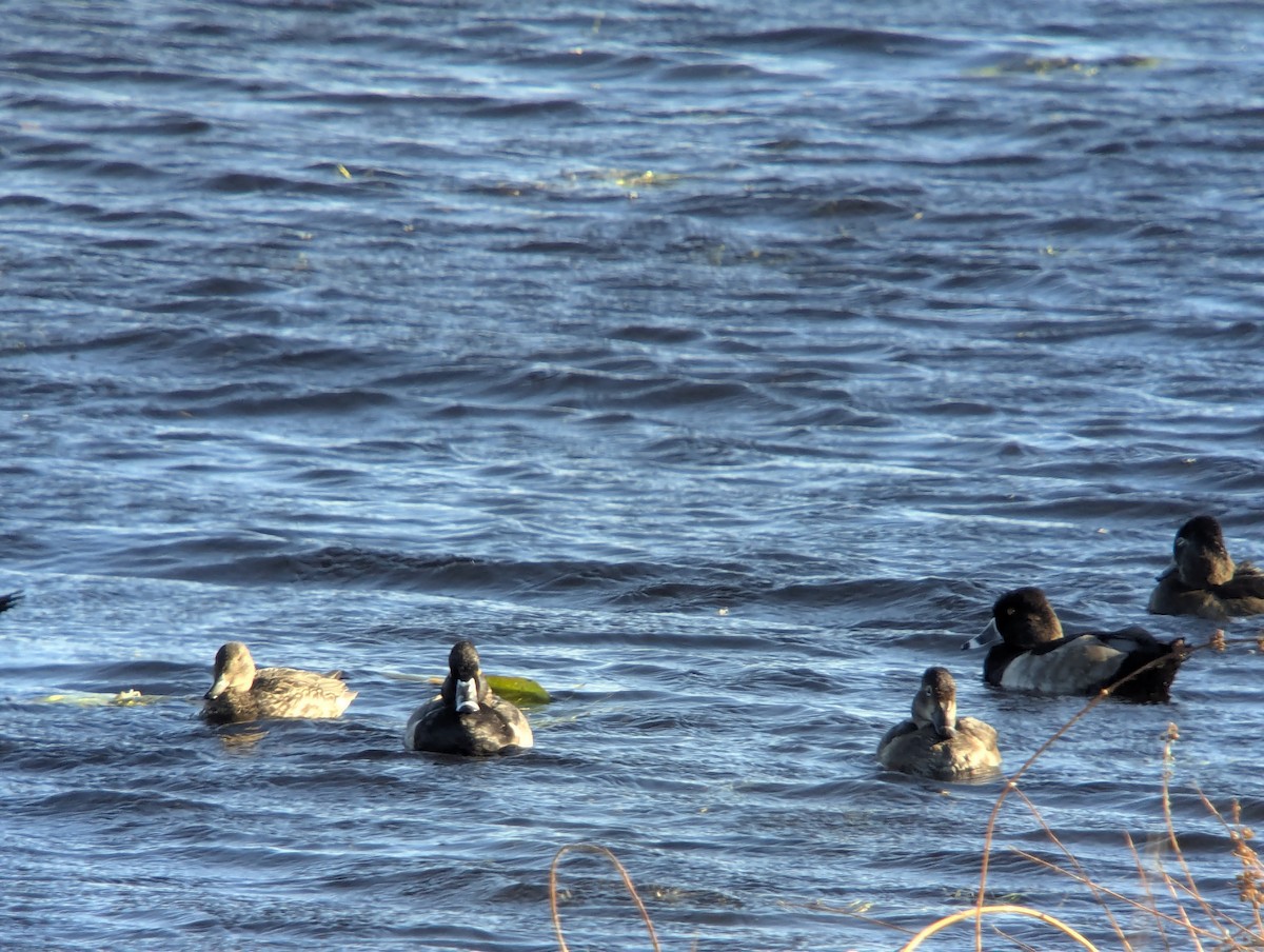 Ring-necked Duck - ML643912363