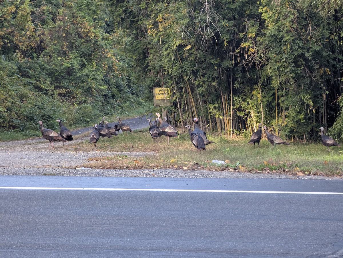 Wild Turkey - ML643912364