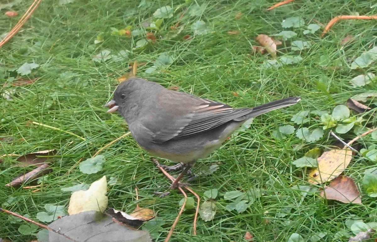 Dark-eyed Junco - ML643912372