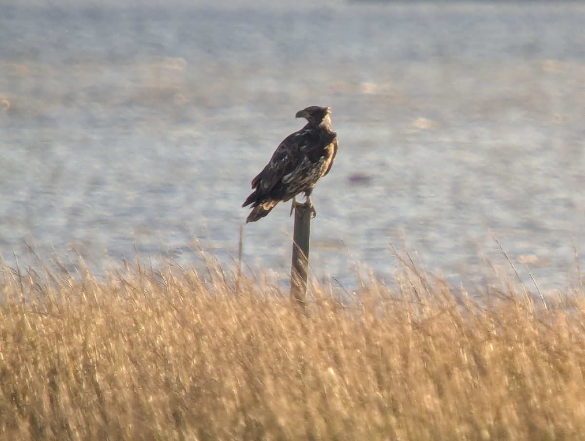 Bald Eagle - ML643912378