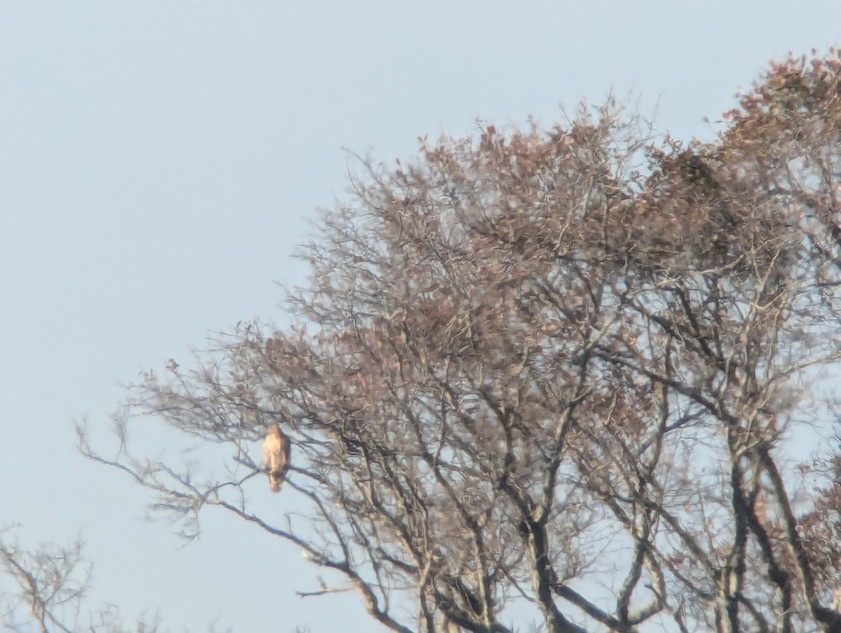 Red-tailed Hawk - ML643912391