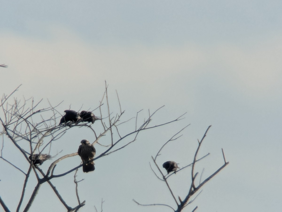 American Crow - ML643912411