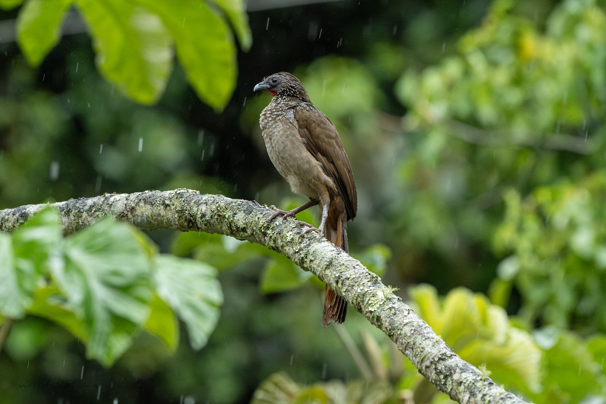 Speckled Chachalaca - ML643912414