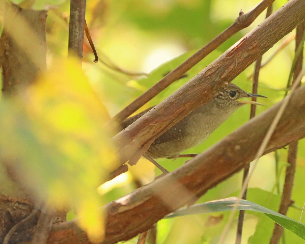 Northern House Wren - ML643912418