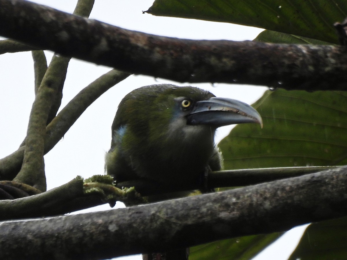 Blue-banded Toucanet - ML643912420
