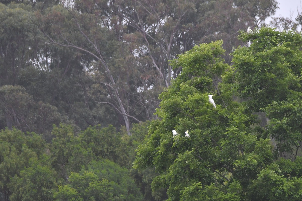 Gelbhaubenkakadu - ML643912426