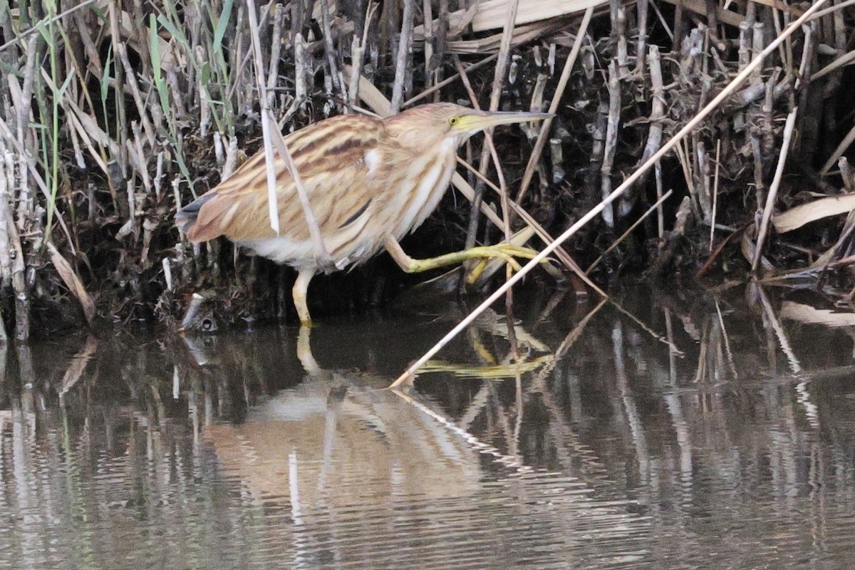 Yellow Bittern - ML643912431
