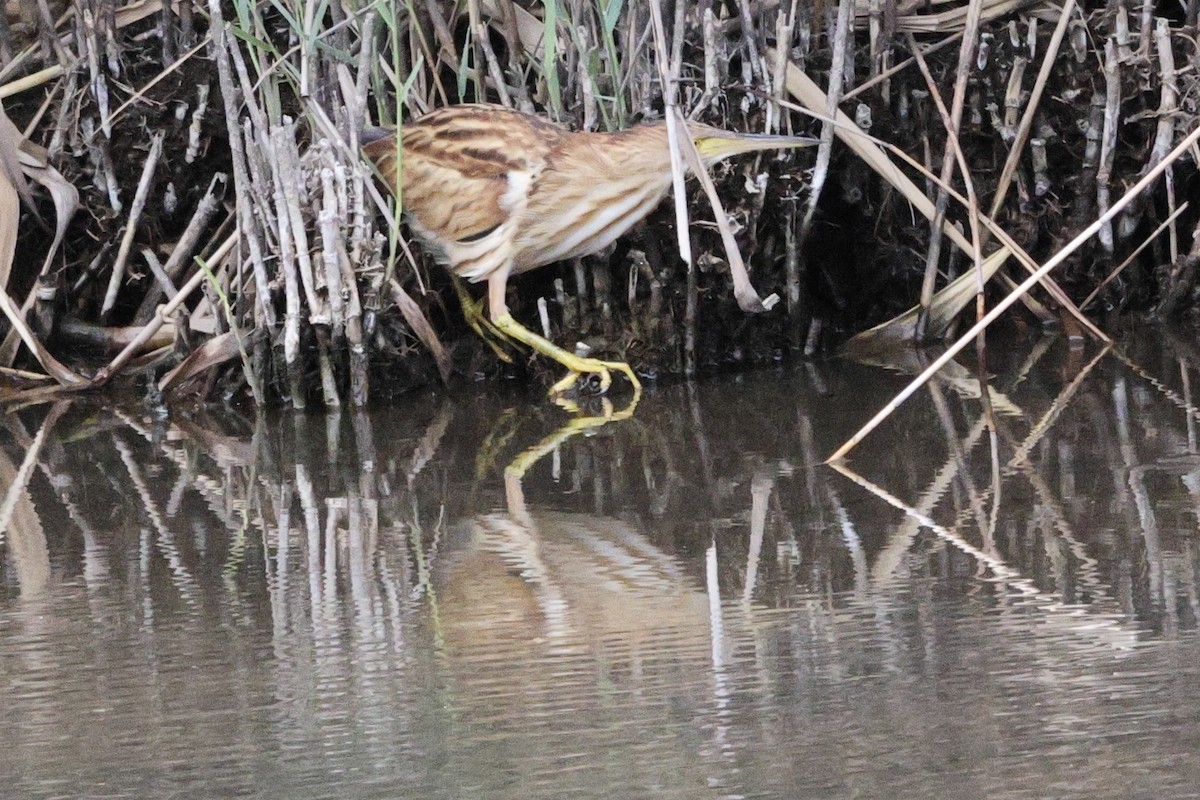 Yellow Bittern - ML643912432