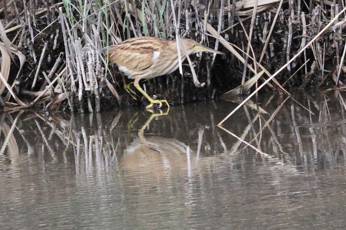 Yellow Bittern - ML643912433