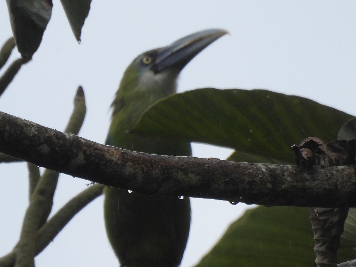Blue-banded Toucanet - ML643912435