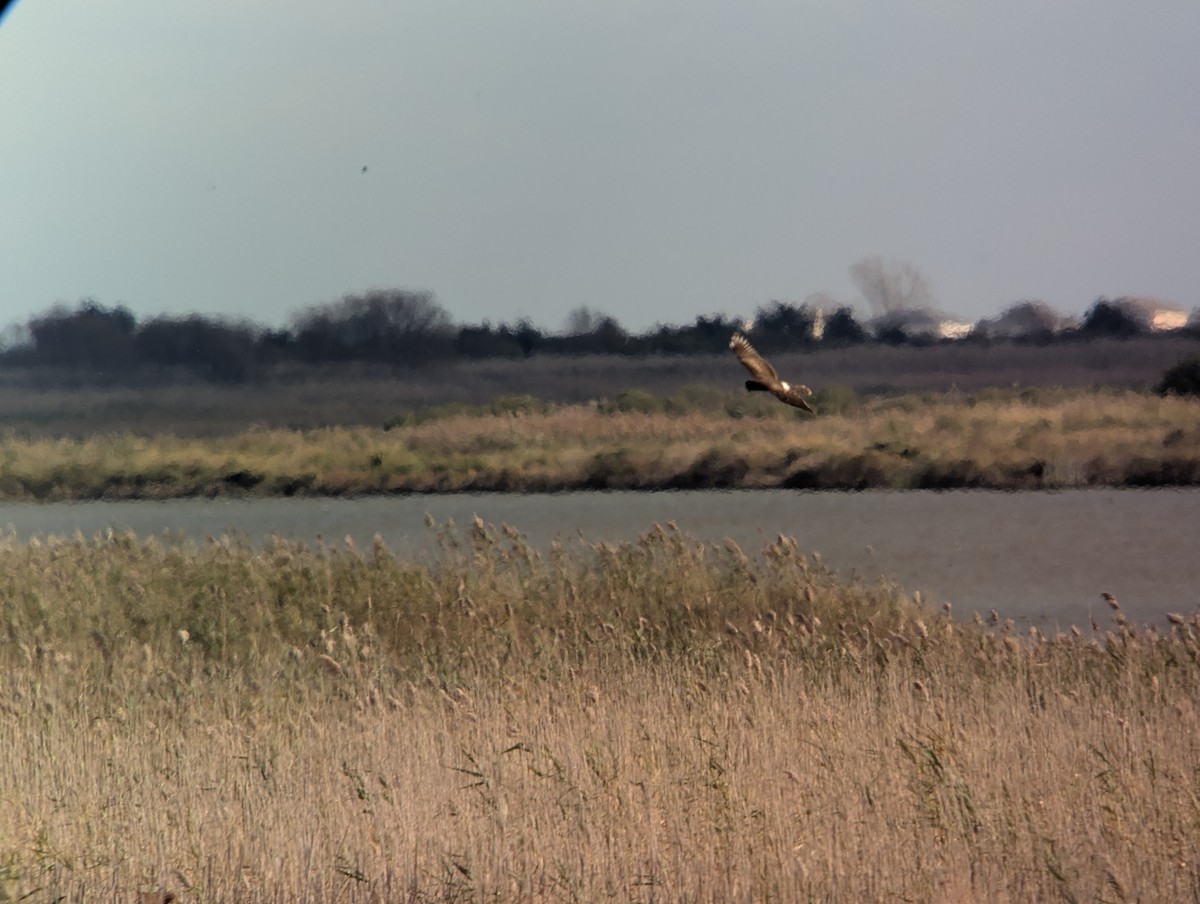Northern Harrier - ML643912450