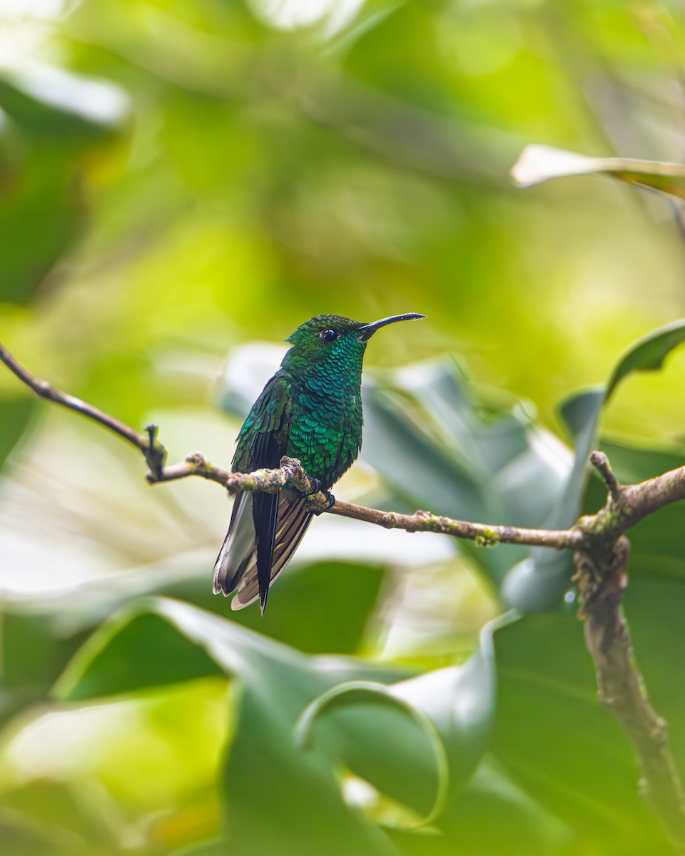 Coppery-headed Emerald - ML643912461