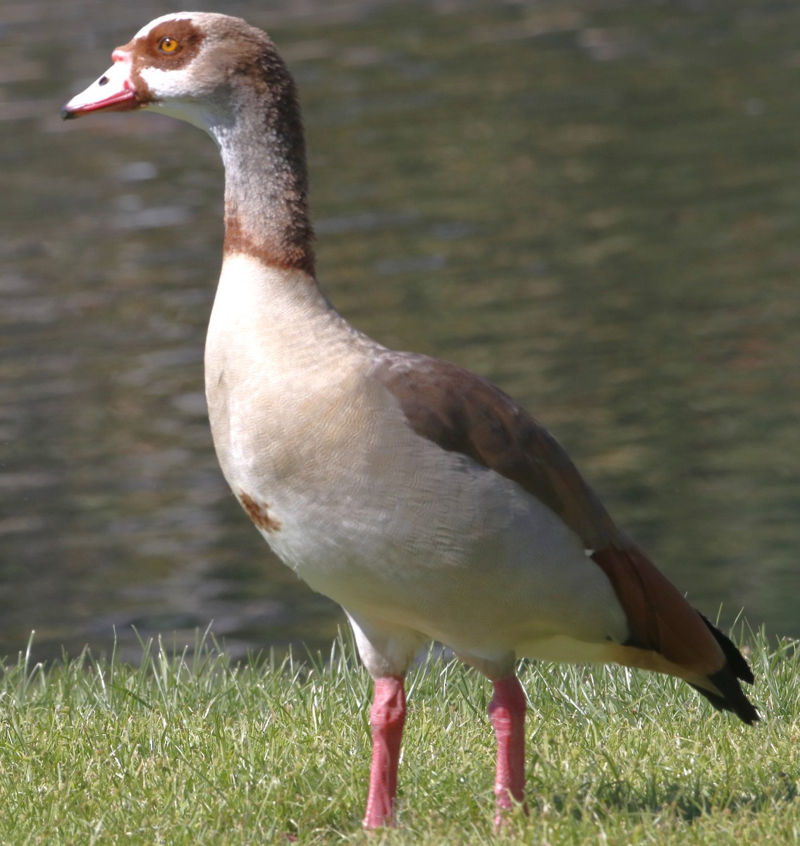 Oca egiziana - ML643912485