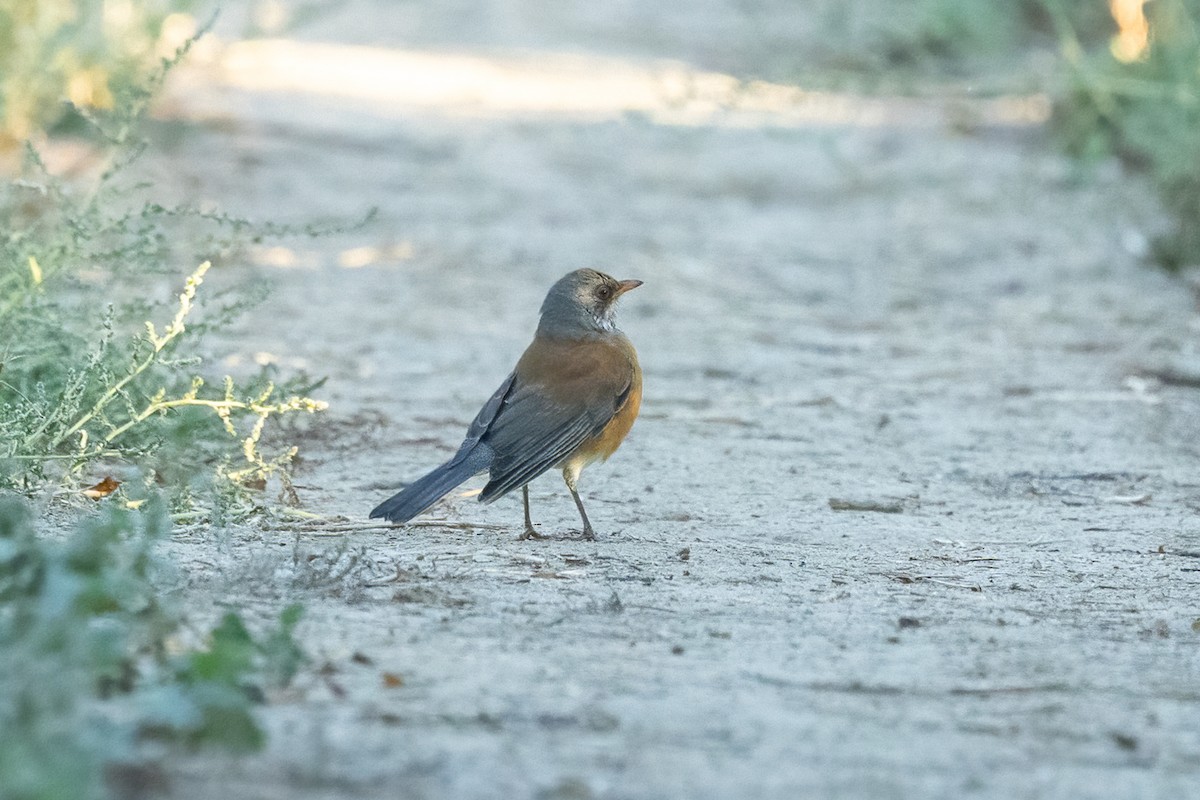 Rufous-backed Robin - ML643912523