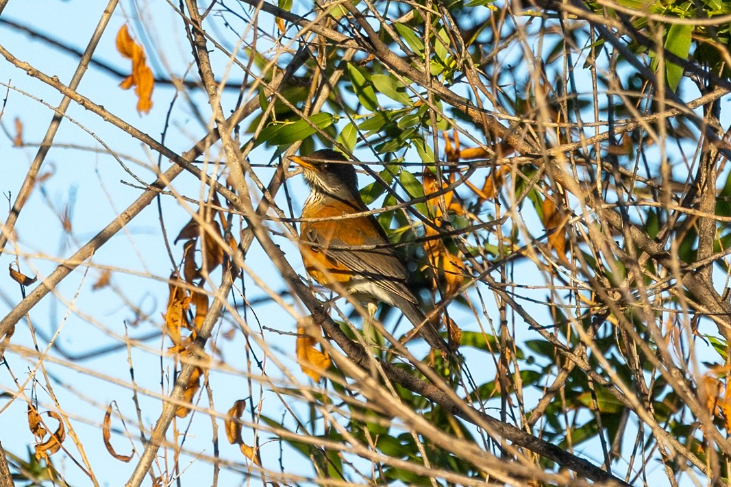 Rufous-backed Robin - ML643912525