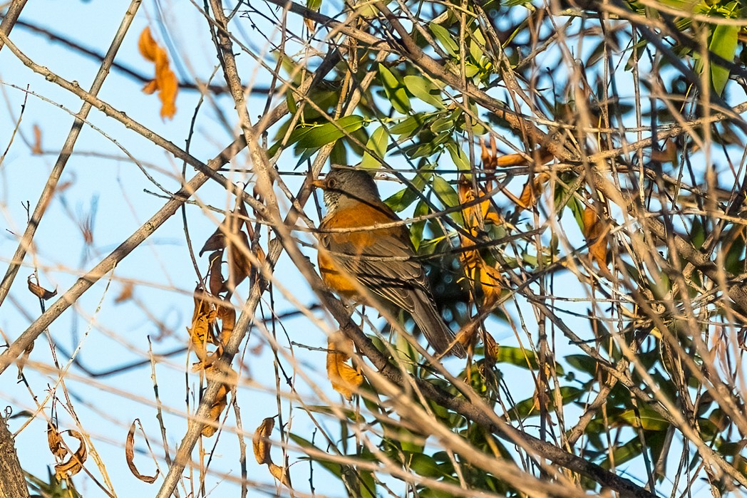 Rufous-backed Robin - ML643912526