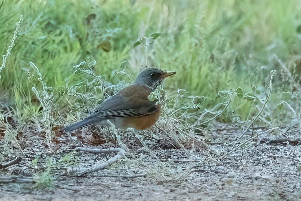 Rufous-backed Robin - ML643912532