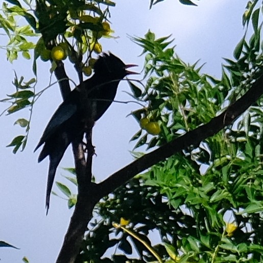 Black Bulbul - ML643912574