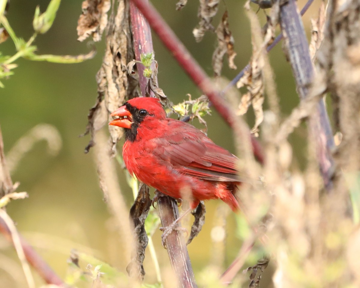 Northern Cardinal - ML643912581