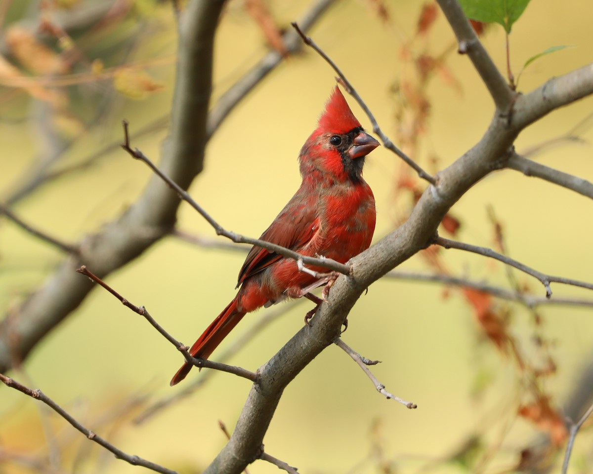 Northern Cardinal - ML643912582