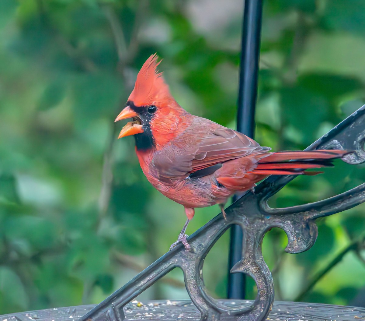 Northern Cardinal - ML643912599
