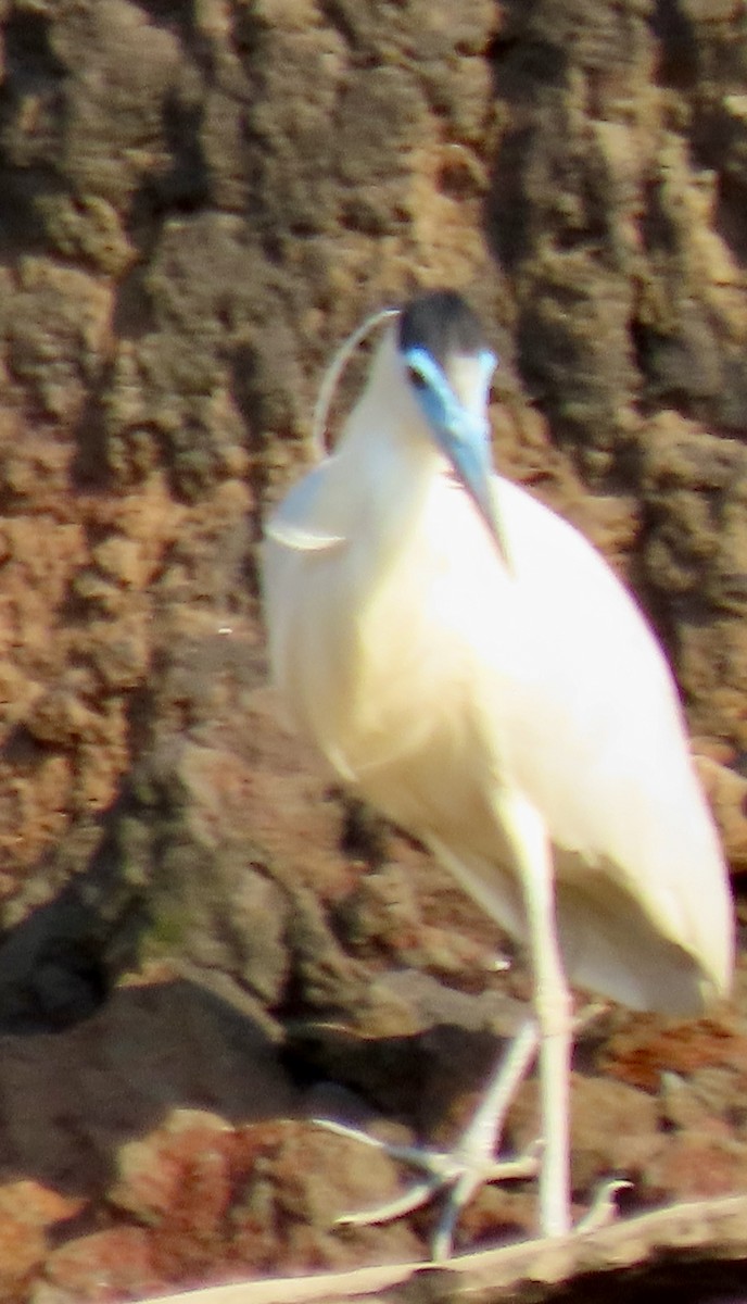 Capped Heron - ML643912600