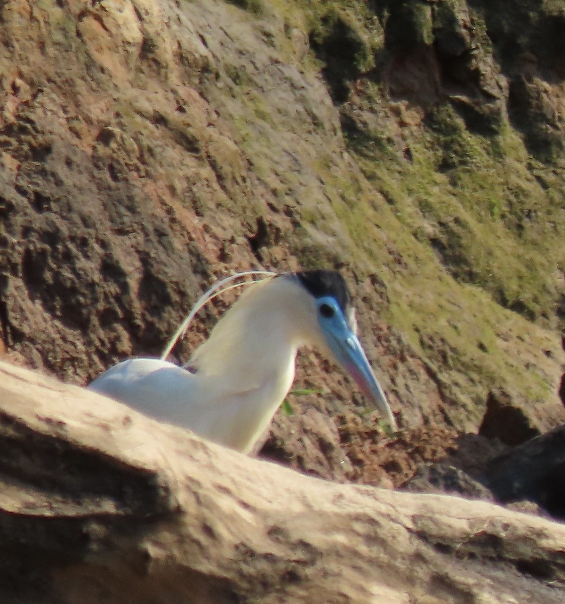 Capped Heron - ML643912601