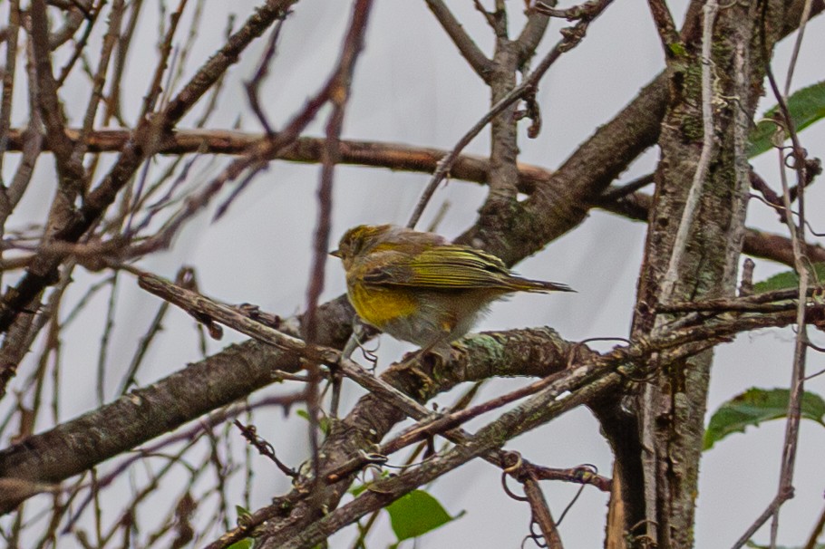 Yellow Warbler (Northern) - ML643912632