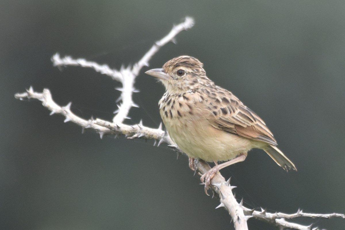 Jerdon's Bushlark - ML643912638