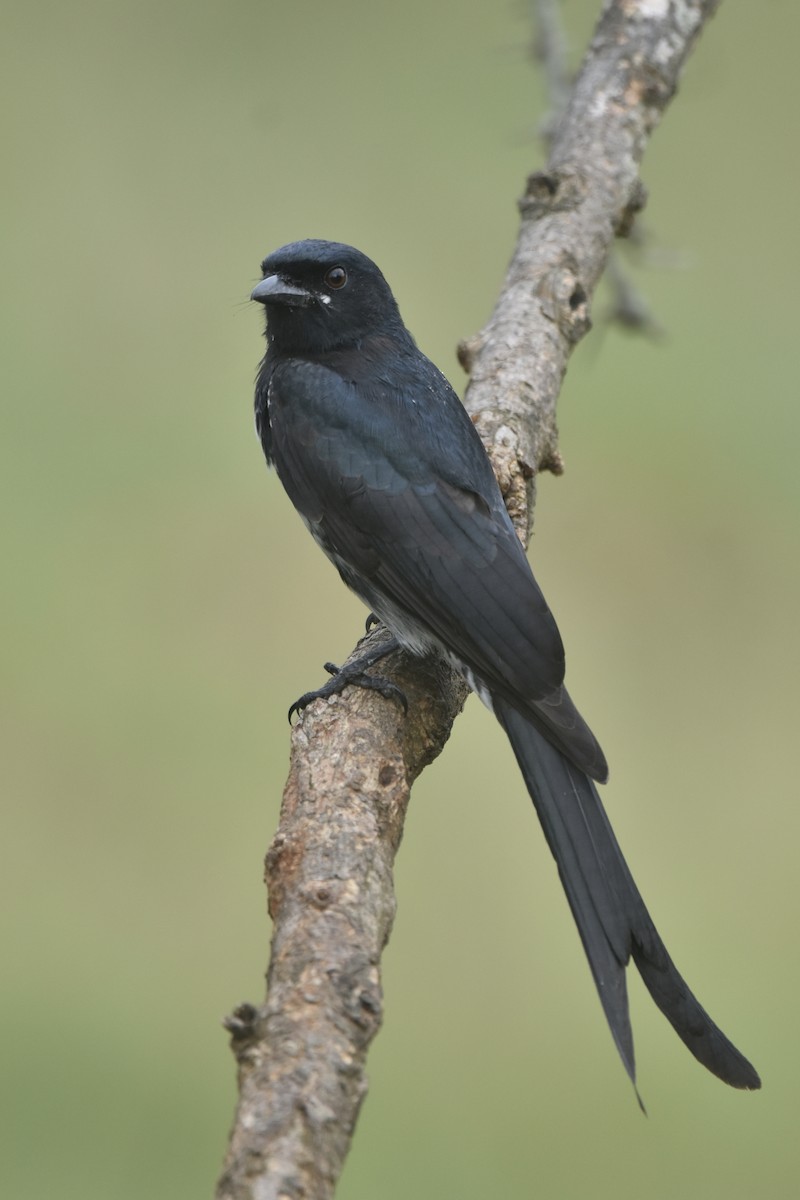 Black Drongo - ML643912643