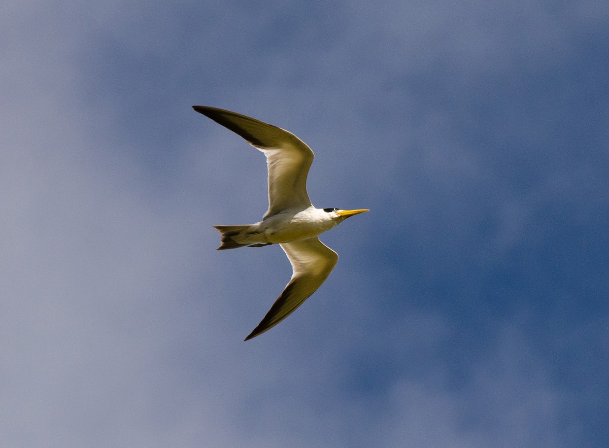 Large-billed Tern - ML643912655