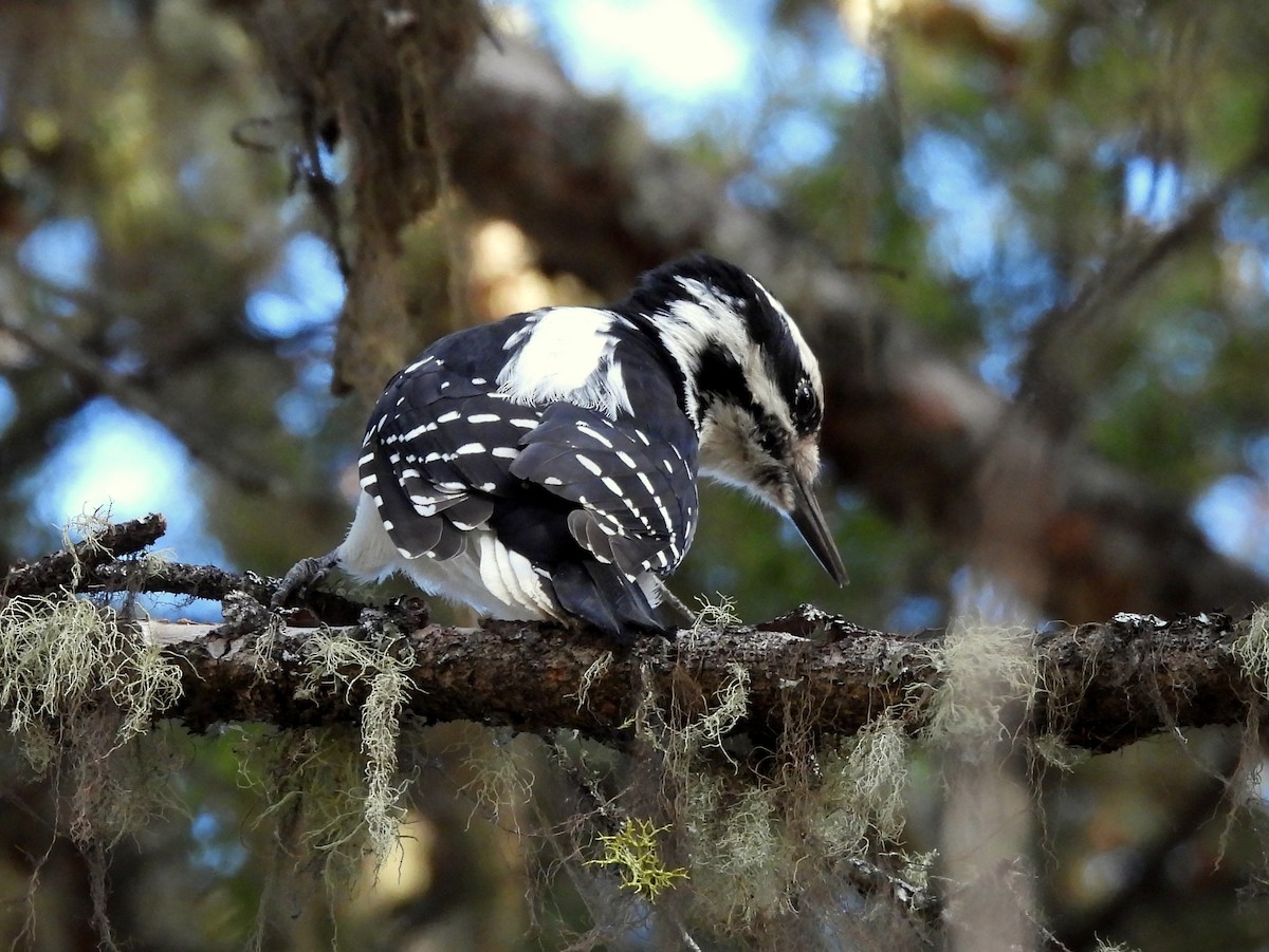 Hairy Woodpecker - ML643912684