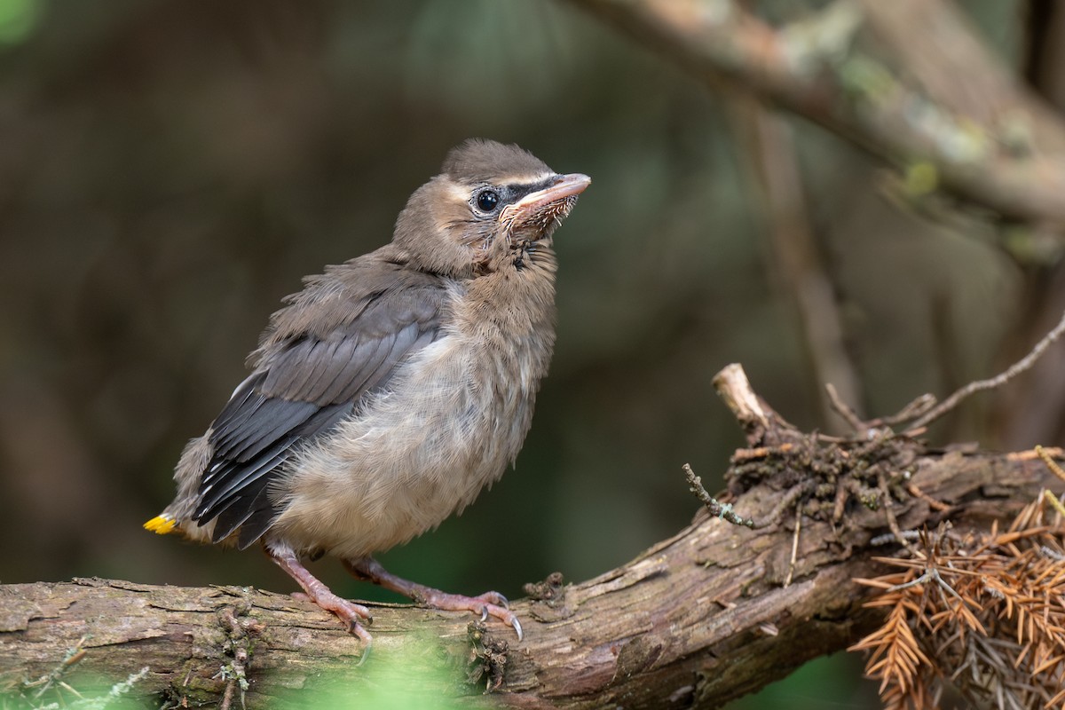 ヒメレンジャク - ML643912694