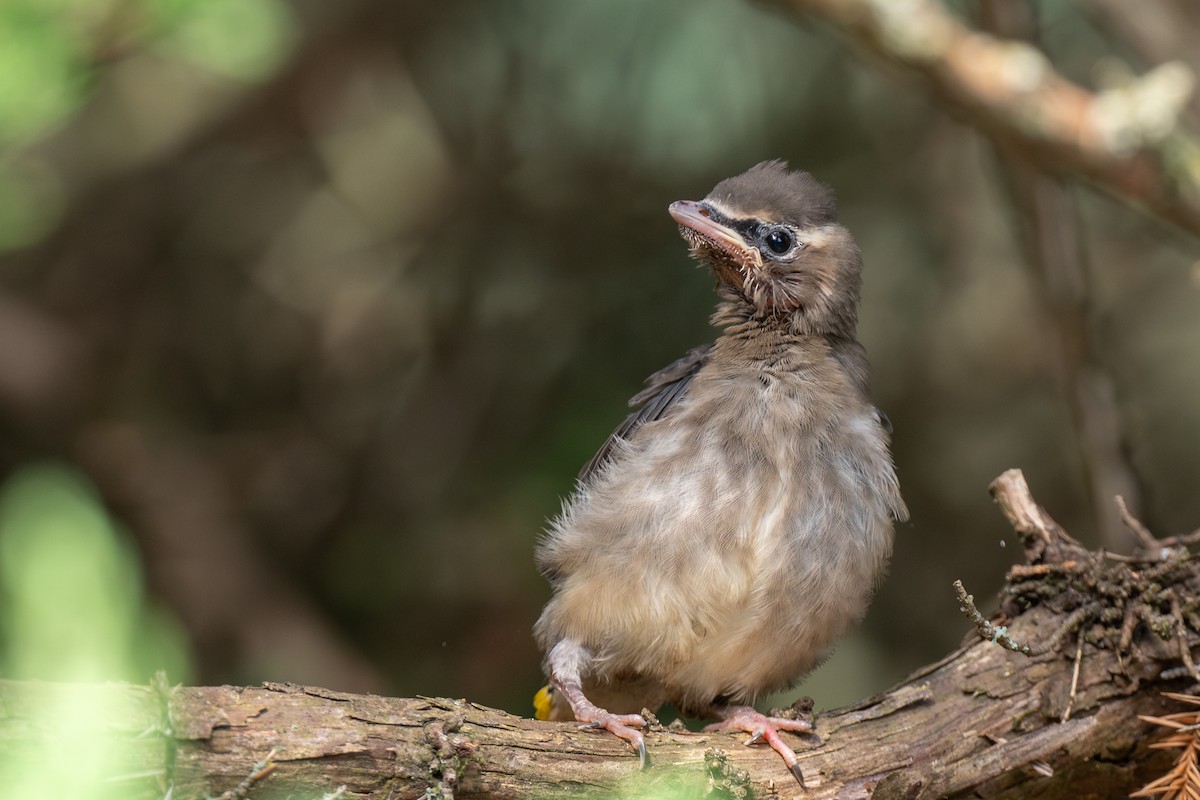 ヒメレンジャク - ML643912695