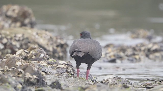 Sooty Oystercatcher - ML643912709
