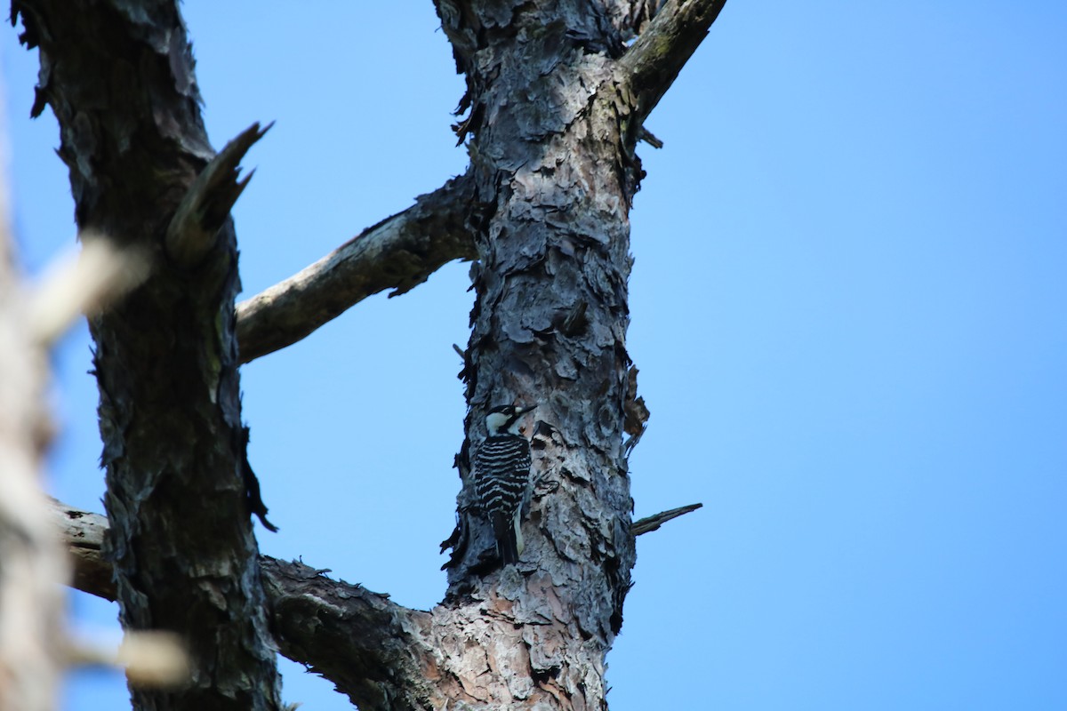 Red-cockaded Woodpecker - ML643912711