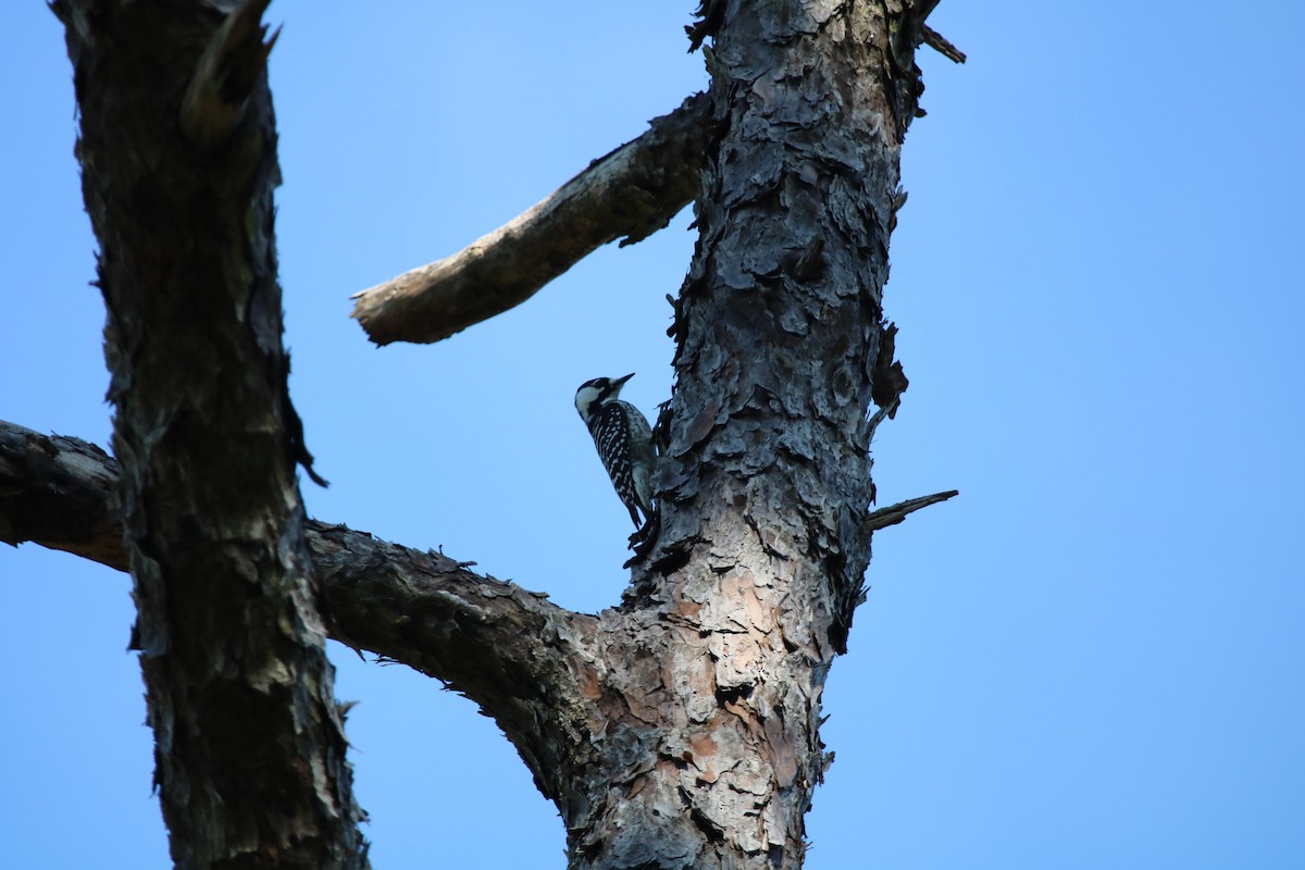 Red-cockaded Woodpecker - ML643912712